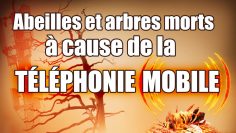 Arbres et abeilles morts à cause de la 5G