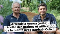 Artemisia Annua 2 : Récolte des graines et utilisation de la plante avec Raphaël Colicci
