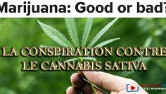 conspiration contre le cannabisv2