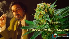jack herer redim a 900 pix