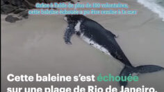 Grâce à l’aide de plus de 100 volontaires cette baleine échouée a pu être remise à la mer (1)