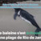 Grâce à l’aide de plus de 100 volontaires, cette baleine échouée a pu être remise à la mer
