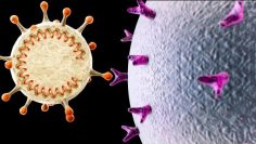 dixieme-et-dernier-cours-sur-les-microzymas-virus-VS-nanobes