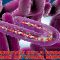 OMS – Arrivée de la prochaine pandémie du virus MARBURG pour camoufler les effets secondaires graves des injections Covid-19
