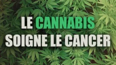 le-complot-contre-le-cannabis—ses-bienfaits-sur-le-cancer-DissidenceTV