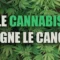 Le complot contre le cannabis : ses bienfaits sur le cancer
