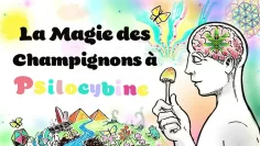 la-magie-des-champignons-a-psilocybine-DissidenceTV